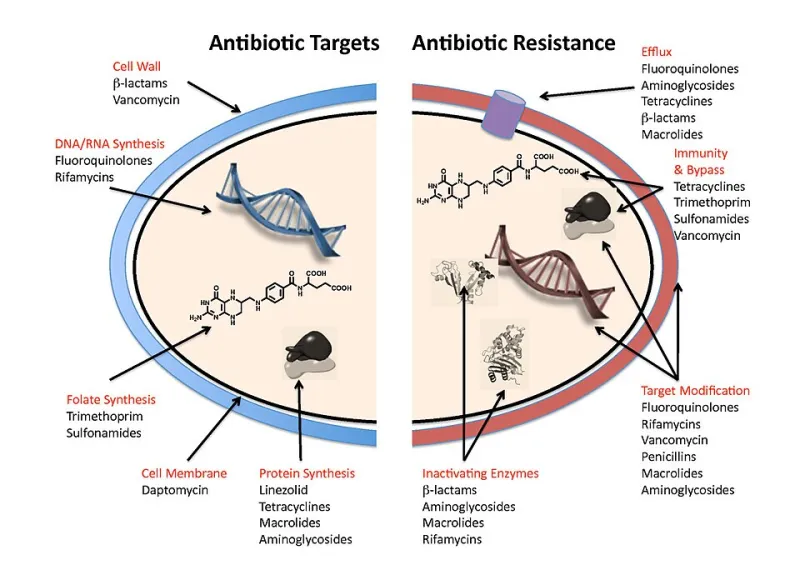 When Amoxicillin Stops Working: Understanding Antibiotic Resistance and What It Means for Your Health